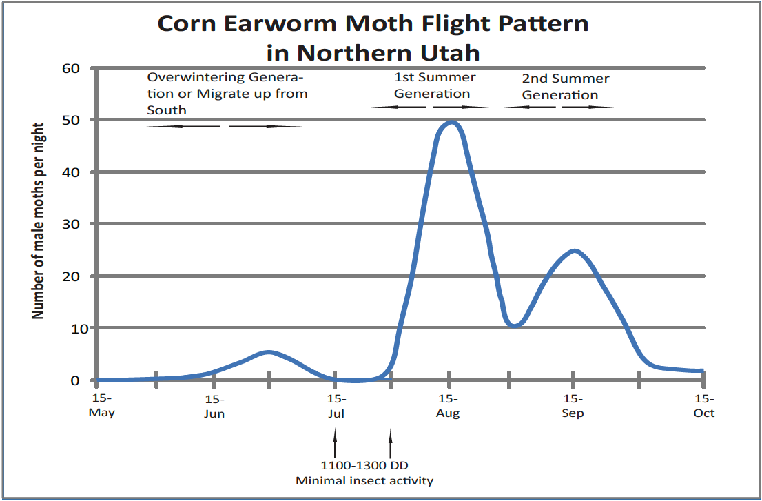Moth Flight Pattern