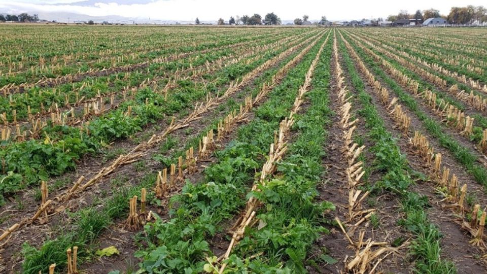 Interseeding Cover Crops Into Corn in the Intermountain West