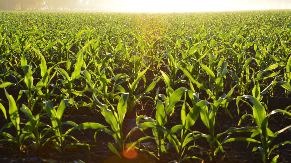 Considerations for Crop Rotation from Alfalfa to Corn