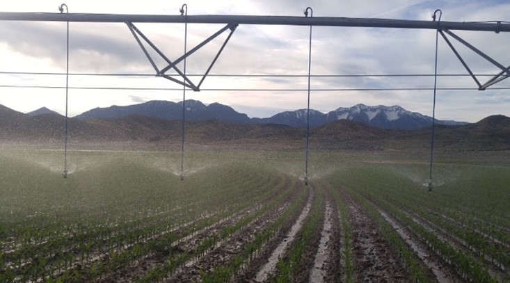 alf-crops-irrigation