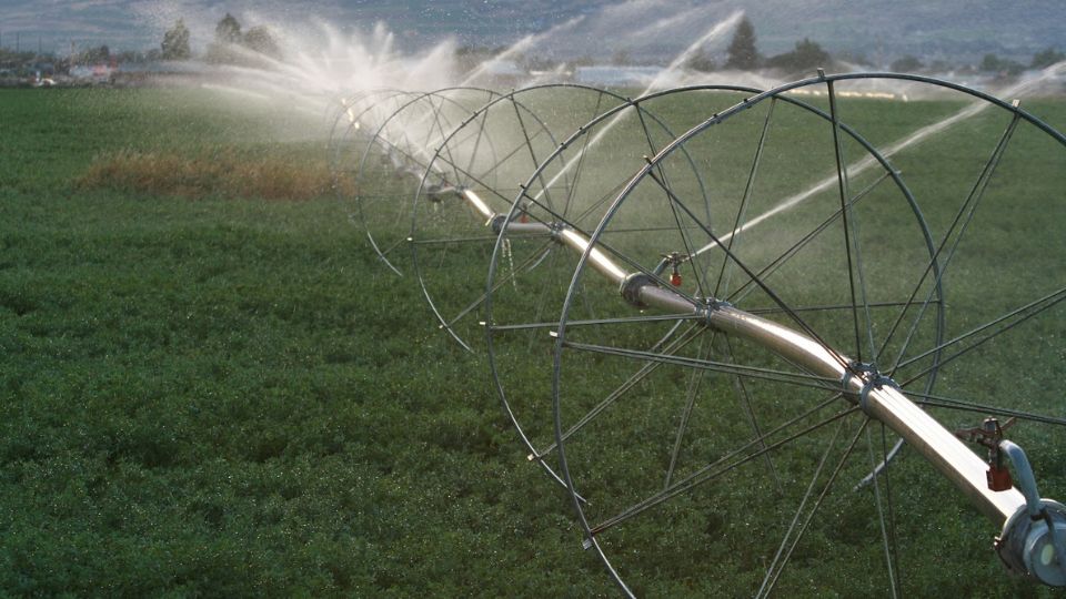 Irrigated alfalfa