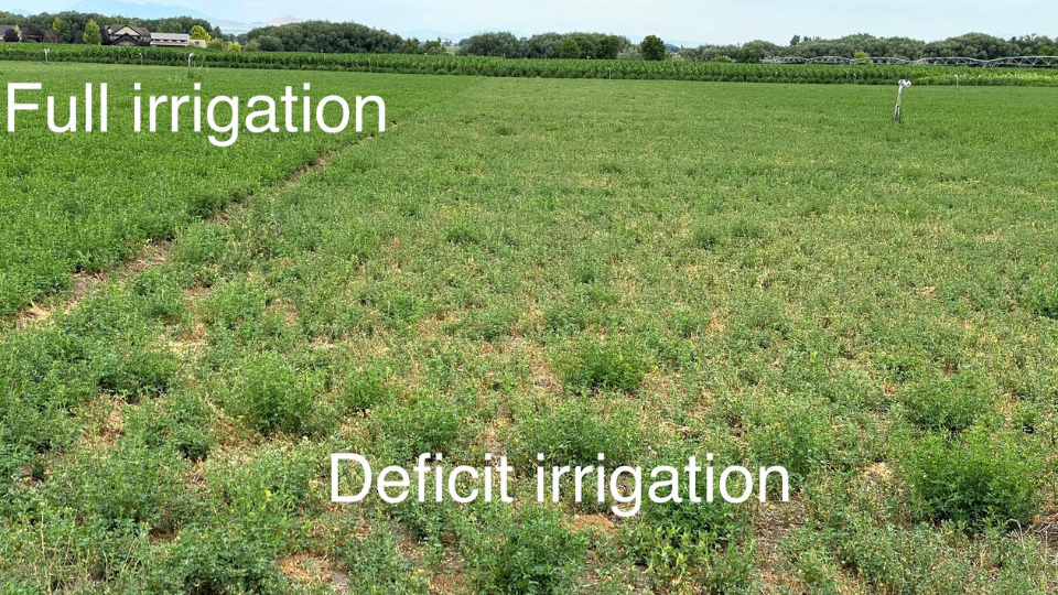 showing the difference between full irrigation and deficit irrigation