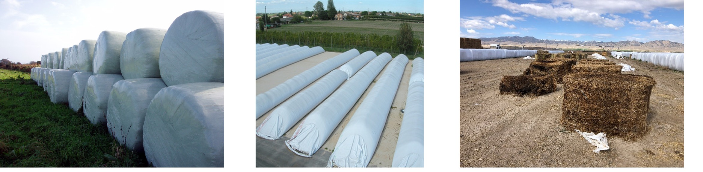 Examples of Ensiled Forages That Require Different Sampling Methods Than Dry Forages