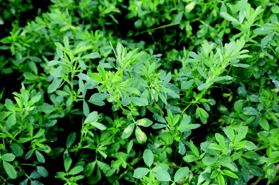 Field symptoms of downy mildew in alfalfa