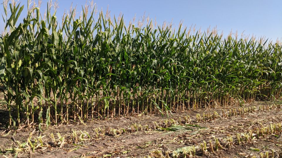 Drought Tolerance Guide for Corn in Utah