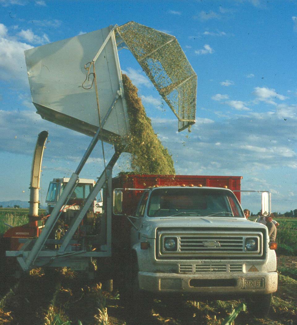 Corn silage being dumped into large truck