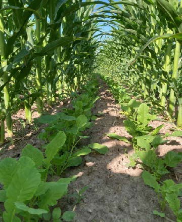 Rows of corn stalks with cover crops growing to inbetween their rows.