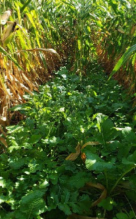 Rows of corn stalks with cover crops growing to inbetween their rows.