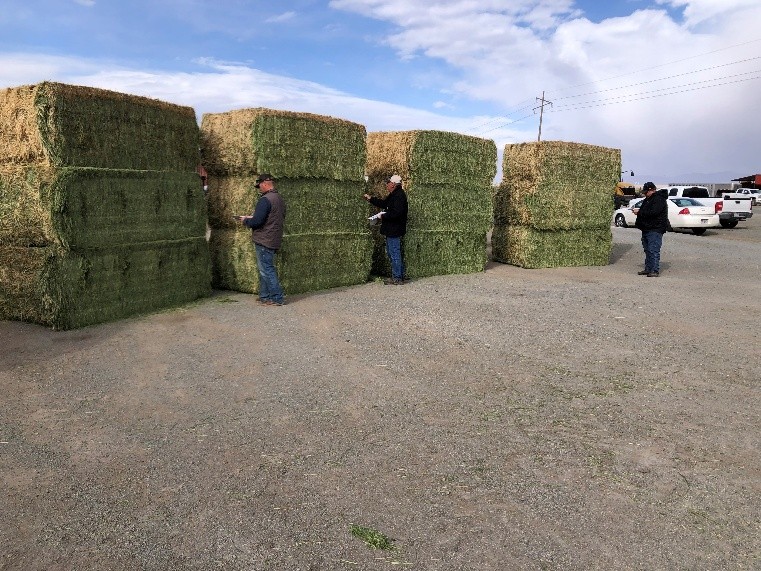People examining bale stacks.