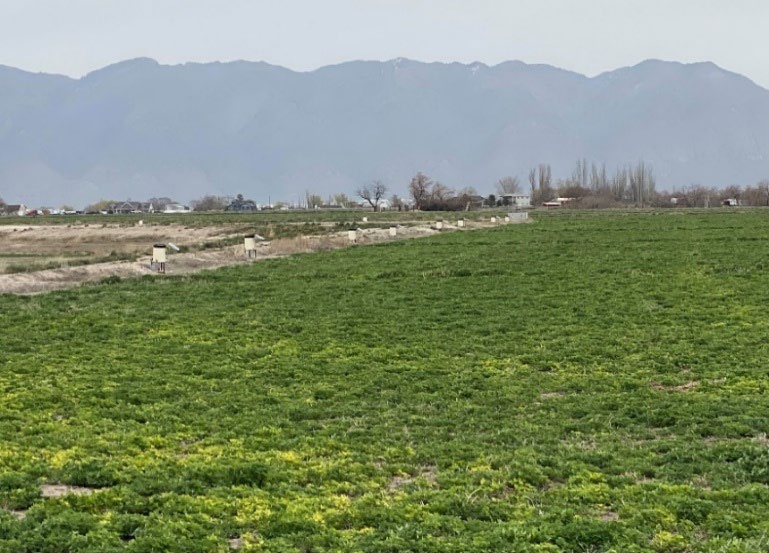 A field with mountains in the back that has valve openers throughout it.