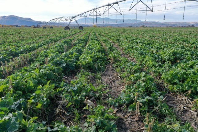 Cover crops interseeded into corn field with center pivot irrigation in northern Utah
