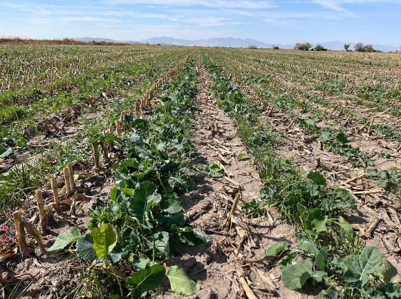 Cover crops interseeded into corn field with surface irrigation in northern Utah