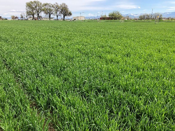 wheat growing in a feild for forage