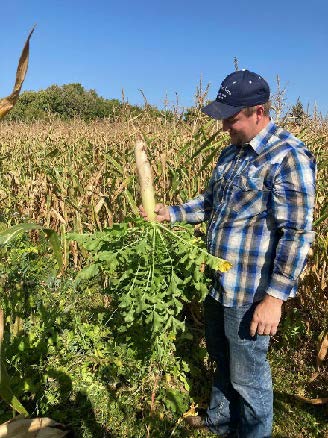 A man holding a large radish or turnip in a field of plants and corn. 