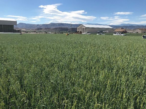 three way small grain forage feild