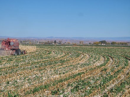 A field with rows of crops and a tractor cutting crops in the Uintah Basin Region