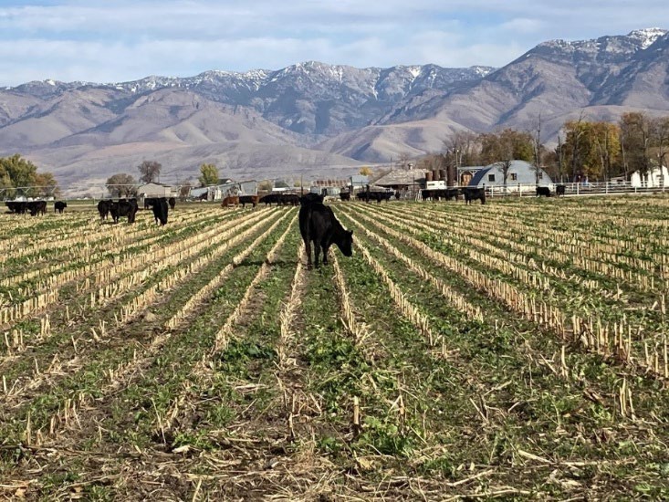 A field with rows of crops and black cows grazing with snow topped mountains in the background. 
