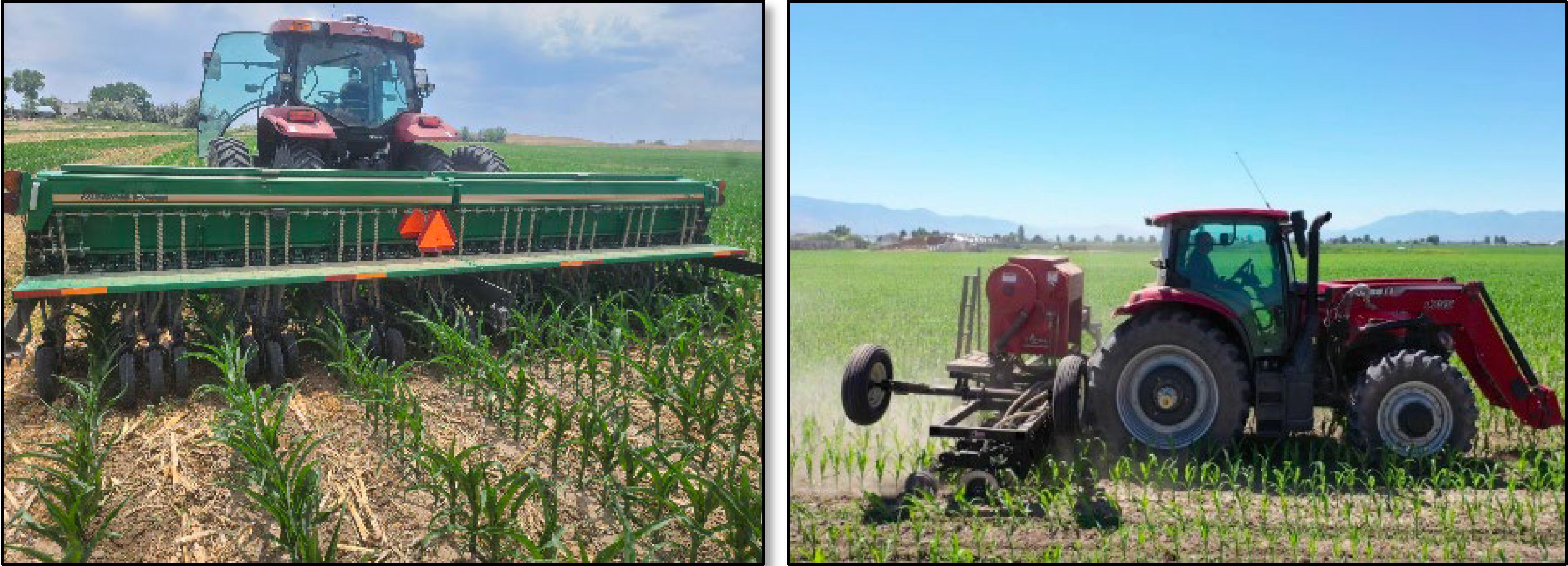 Conventional drill interseeding into corn