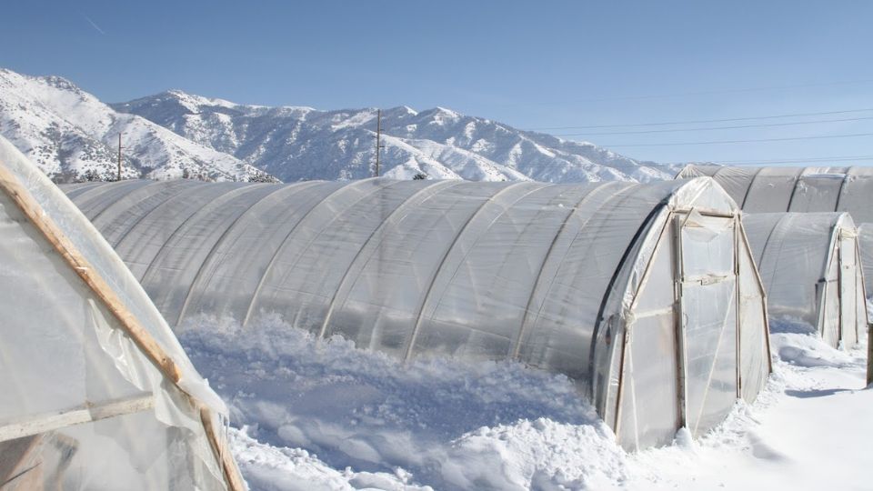 Snow-covered high tunnel greenhouses in a winter landscape, with plastic-covered structures set against snow-covered mountains in the background.
