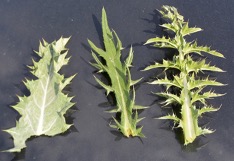 Leaves from Scotch thistle (left), native bull thistle (center), and musk thistle (right).