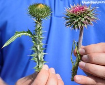 The flower head on the Scotch thistle (left) is identifiable by the spiny wing-like structure that runs all the way up the stem. 