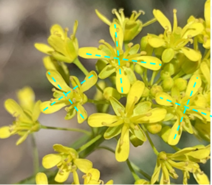 Dyer's woad flowers, with dashed lines marking the X pattern of petals.