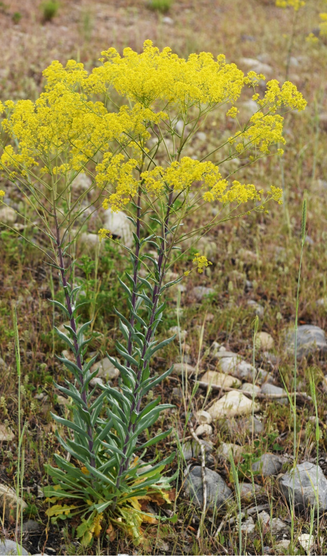 Mature dyer’s woad plant in bloom.