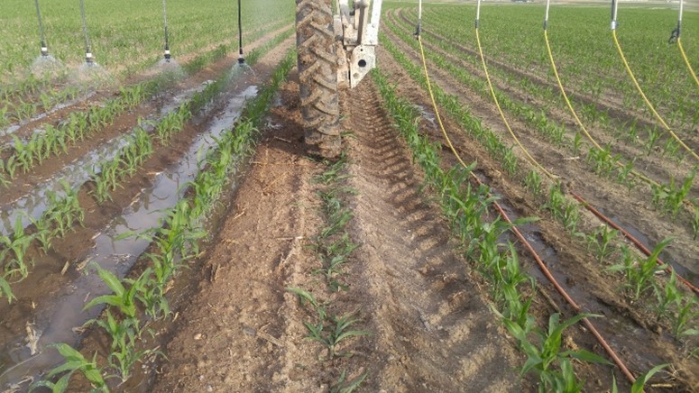crops irrigation 2