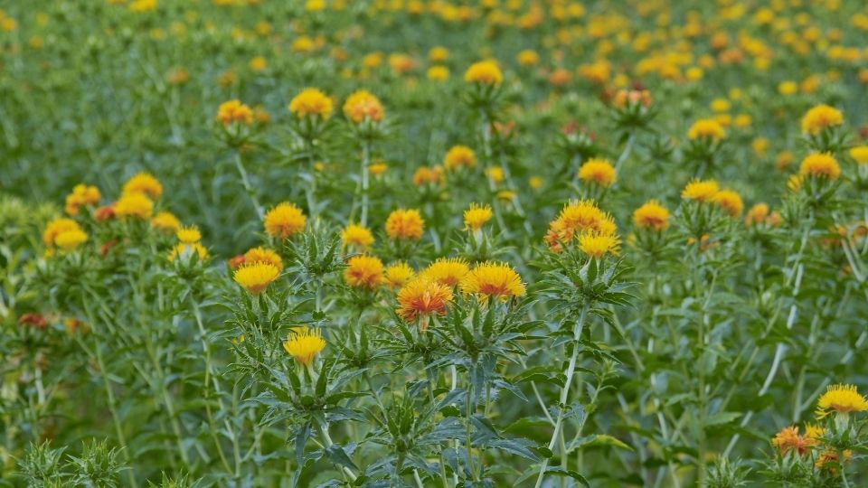 Costs and Returns for Non-Irrigated Safflower