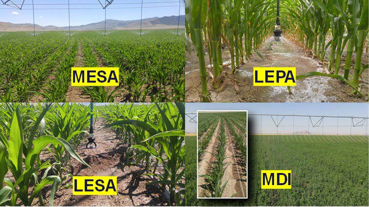 Four pivot/linear irrigation packages including midelevation spray application (MESA), low-energy precision application (LEPA), low-elevation spray application (LESA), and mobile drip irrigation (MDI) (photo credit: Jonathan Holt).