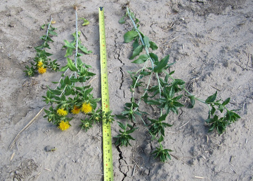 Safflower plants comparing growth
