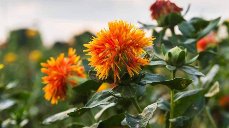 2019 Costs and Returns for Irrigated Safflower, Northern Utah