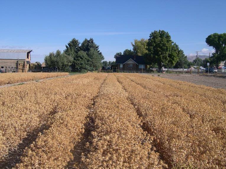 Rows of safflower that have turned to light brown color