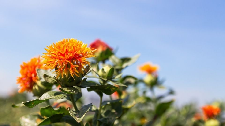 Safflowers growing in front of a blue sky