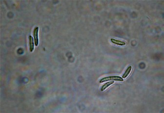 Conidia produced by the pink snow mold fungus.