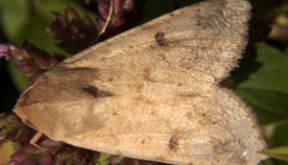 Tan moth