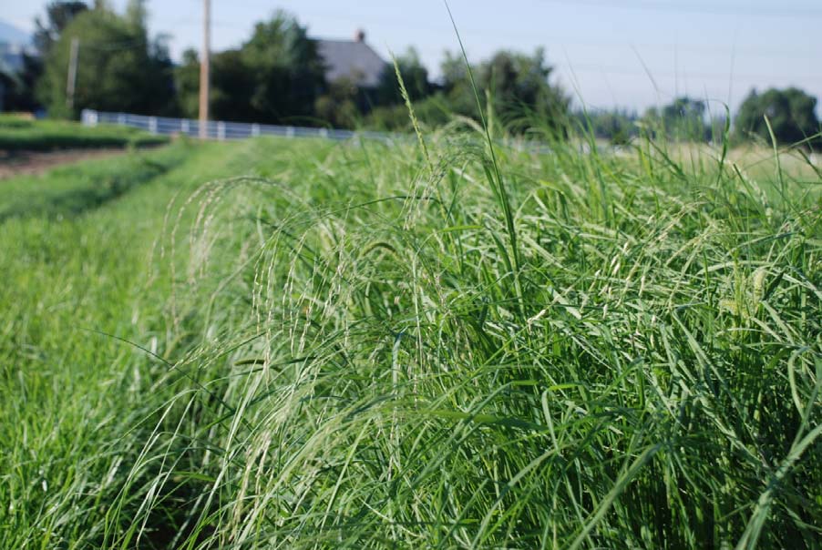 Teff has an open panicle type seedhead. For optimal quality, teff should be harvested as soon as seedheads begin to emerge