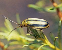 Rabbitbrush beetle