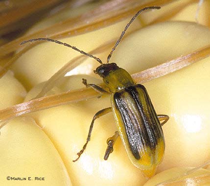 Adult western corn rootworm