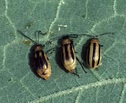Western corn rootworm and striped cucumber beetle (right)