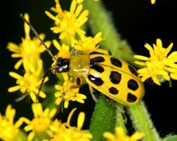 Southern corn rootworm, or spotted cucumber beetle