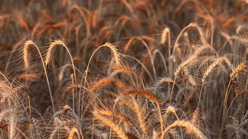 Adopting Organic Wheat: Grower Motivations and Concerns