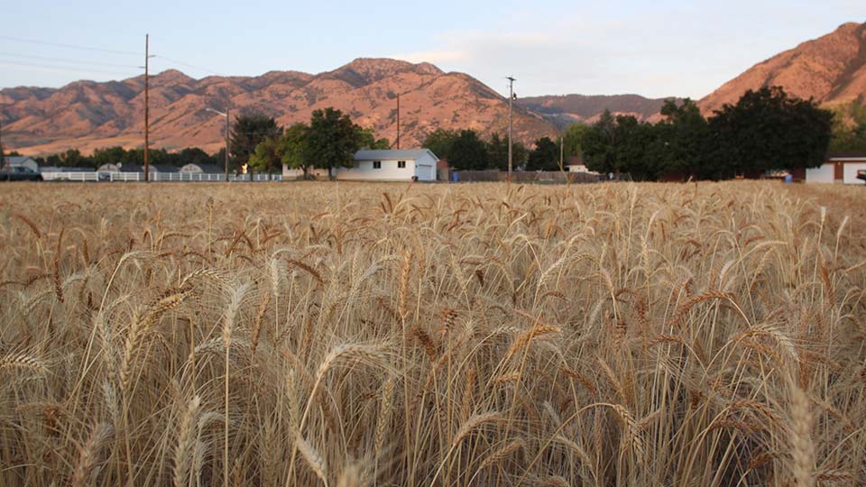 Characteristics of Organic Wheat Growers