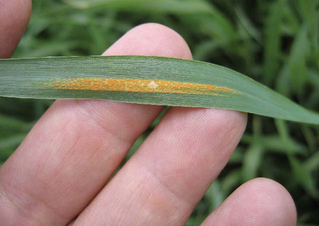 The fungus infects leaves primarily but any green tissue can be infected. Uredia develop along the length of the leaf. Each uredinium (singular=uredinium, plural=uredinia) can produce thousands of urediniospores.