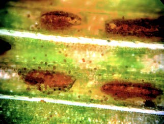 Note the number of urediniospores in one uredinium. Each spore can initiate a new infection on a healthy plant.