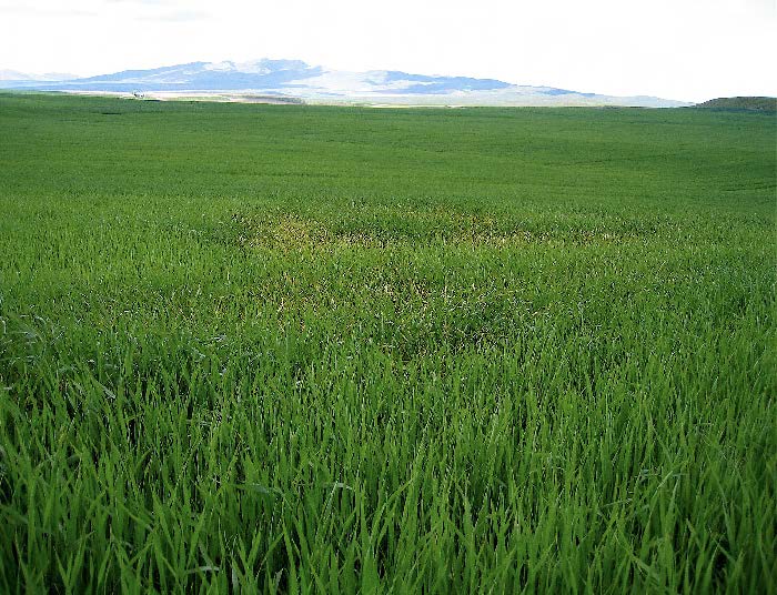 When scouting fields, stripe rust “hot spots” often appear as yellow off-colored foliage from a distance.