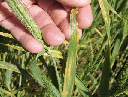 Unlike other rust species, stripe rust produces lesions along the axis of the leaf it infects, thus the name “stripe rust”.