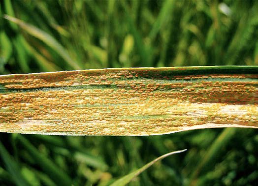 Severe infections completely colonize the leaves and consume the nutrients synthesized by the host plant thus robbing energy from the plant that would normally have been used to produce healthy grain.