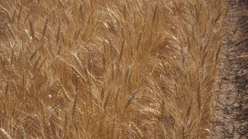 Dwarf Bunt in Winter Wheat