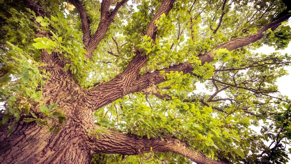 bur oak tree
